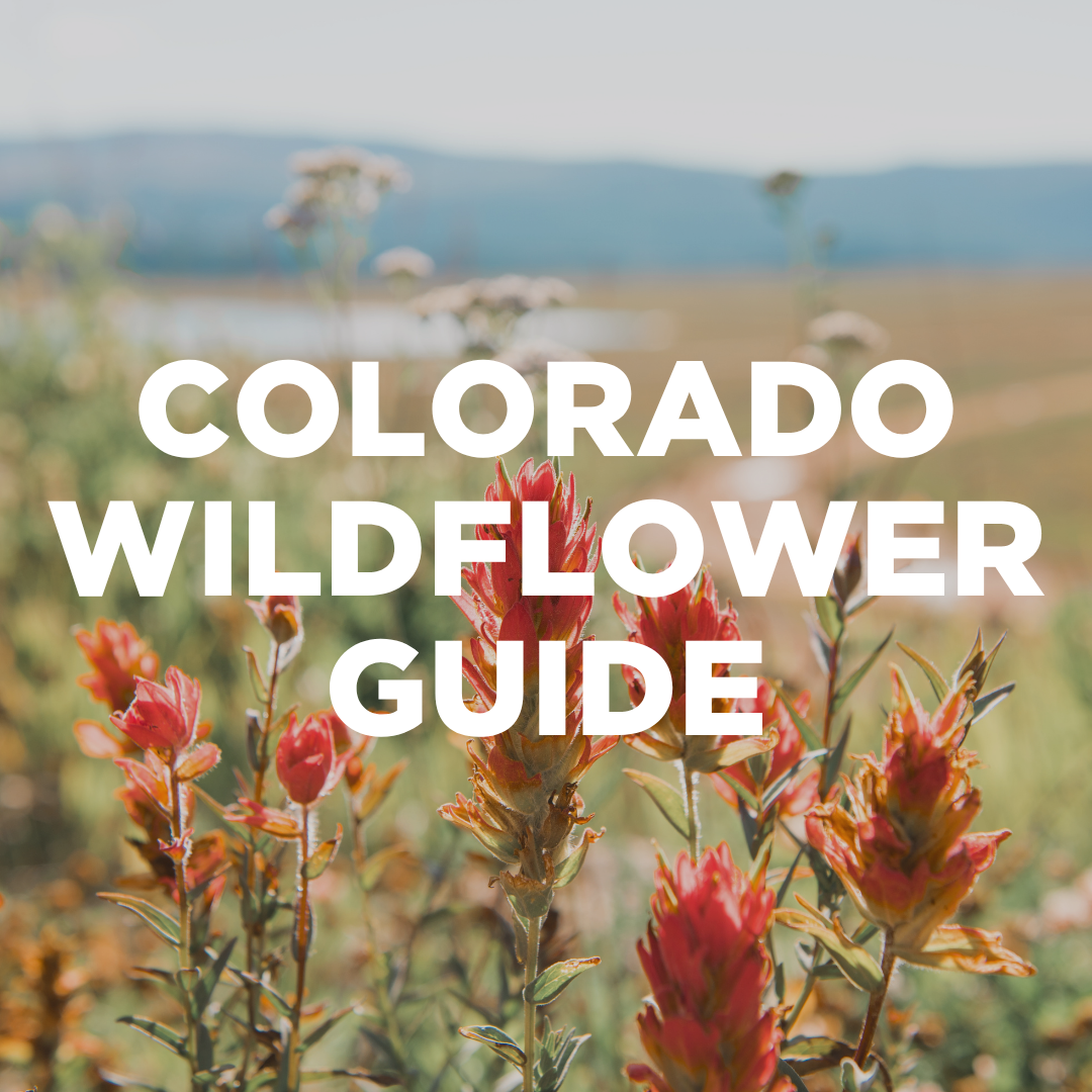 Guide to Colorado's Favorite Wildflowers